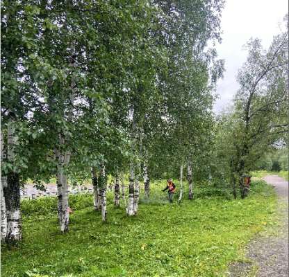 В Инте выкосили борщевик в Парке культуры и отдыха
