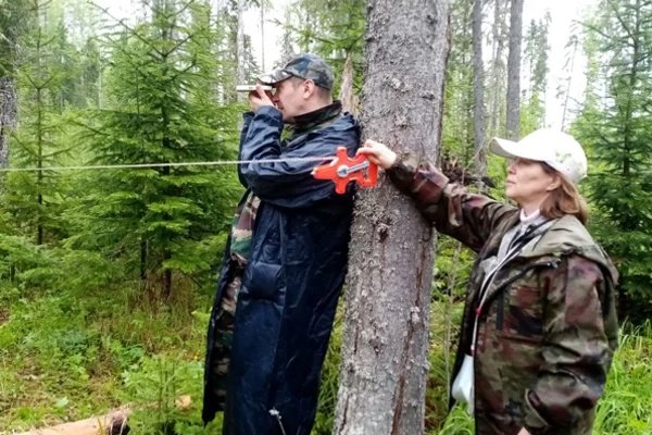 В Коми завершились специальные натурные обследования молодых лесов