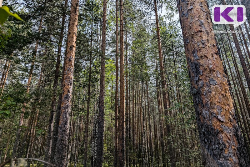 Спасатели вывели из леса двух заблудившихся под Ухтой