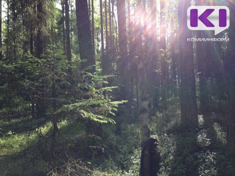 В лесной избушке в Ухтинском районе обнаружено тело мужчины