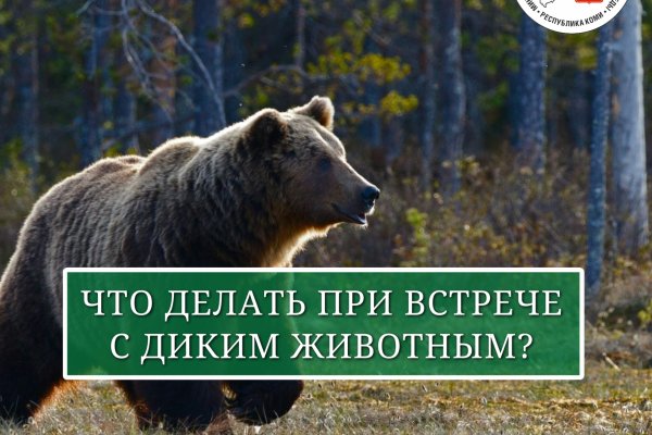 В Коми участились случаи выхода диких животных к населенным пунктам.
