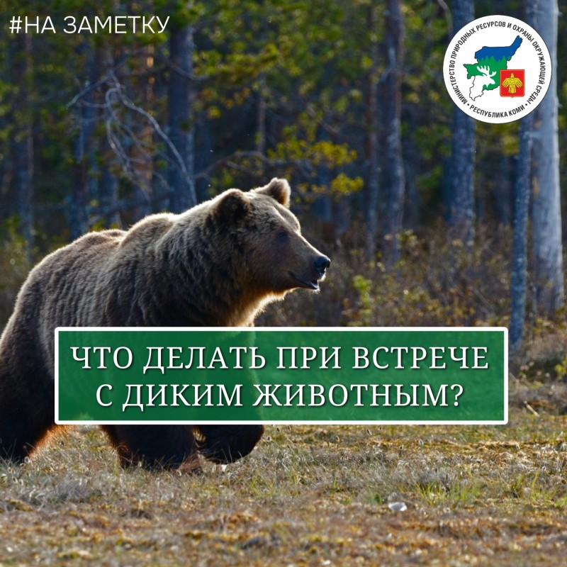 В Коми участились случаи выхода диких животных к населенным пунктам.
