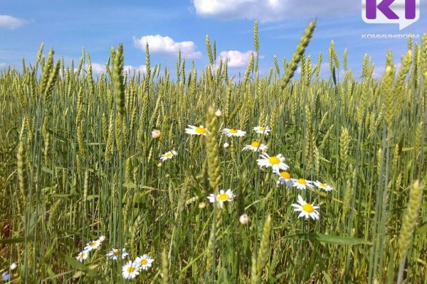 Погода в Коми 29 июля: днем +23...+28°С, на севере не выше +21°С