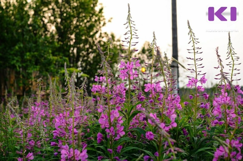 Температура в августе в Коми будет близкой к климатической норме