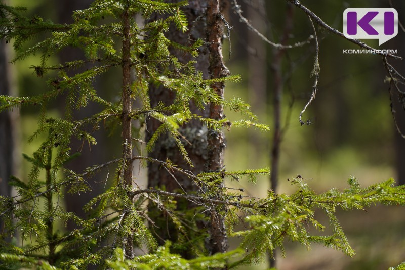 Спасатели помогли двум пенсионерам выбраться из леса в Интинском районе