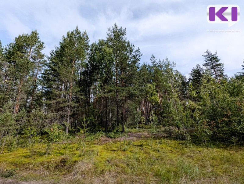 В Коми установлена карантинная зона по сибирскому шелкопряду