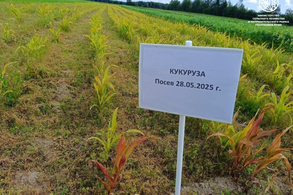 1,5 метра высотой: в Коми созревает экспериментальный урожай кукурузы
