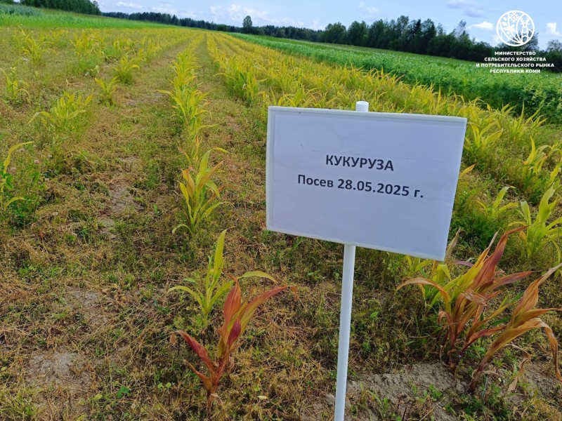 1,5 метра высотой: в Коми созревает экспериментальный урожай кукурузы