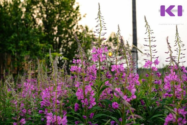 Temperatures in August in Komi will be close to the climatic norm