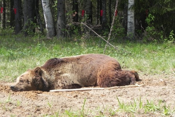 С начала лета в Коми зарегистрировано 17 случаев появления медведей в черте населенных пунктов