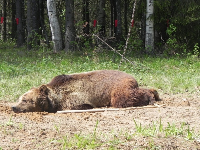 С начала лета в Коми зарегистрировано 17 случаев появления медведей в черте населенных пунктов