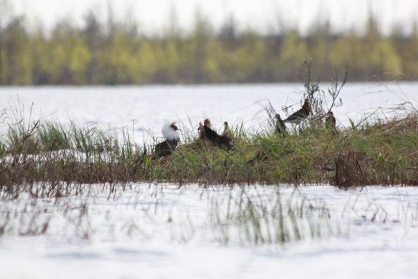 Стабильно низкая популяция серых журавлей зафиксирована в усть-куломском заказнике 