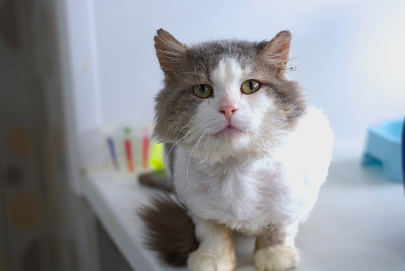 Вместо переезда — расширение: сыктывкарский приют "Кошки за окошком" нашел альтернативное решение жилищного вопроса