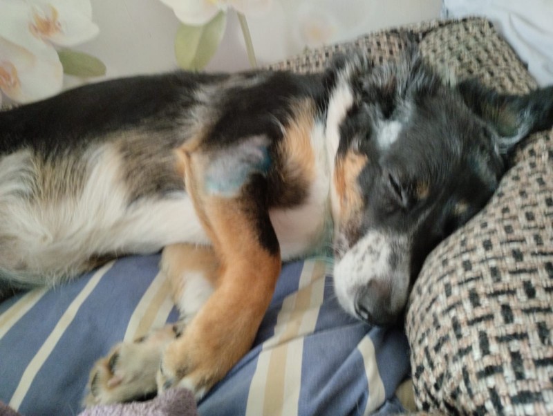 В Усинске собаки напали на женщину и ее питомца: пострадавшая лишилась фаланги мизинца