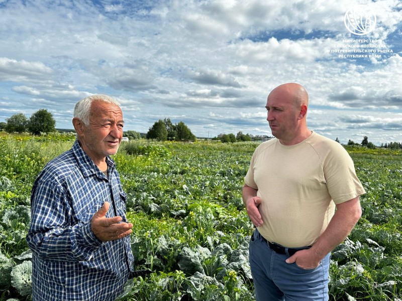 250 тонн капусты вручную: как работает ЛПХ Камандара Мамедова из Визинги