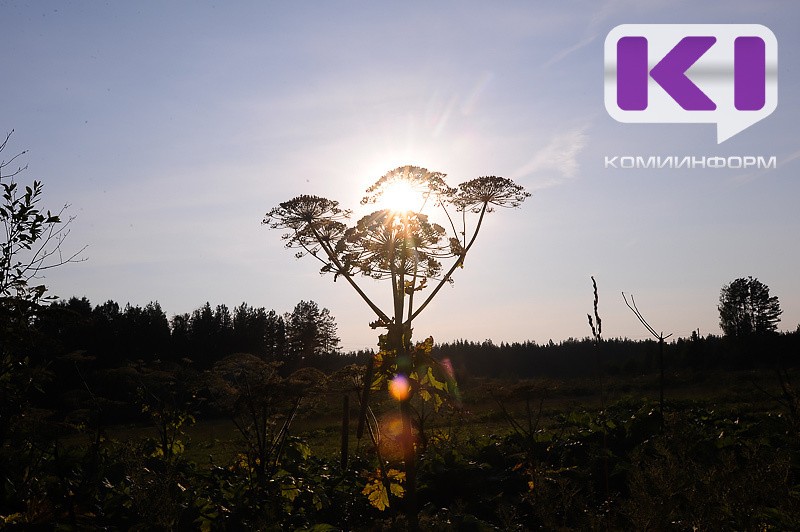 Нейросеть научили выявлять борщевик