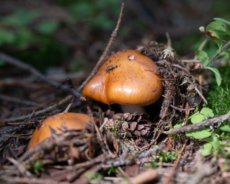 Как отличить съедобные грибы от "обманщиков", рассказали ученые Коми
