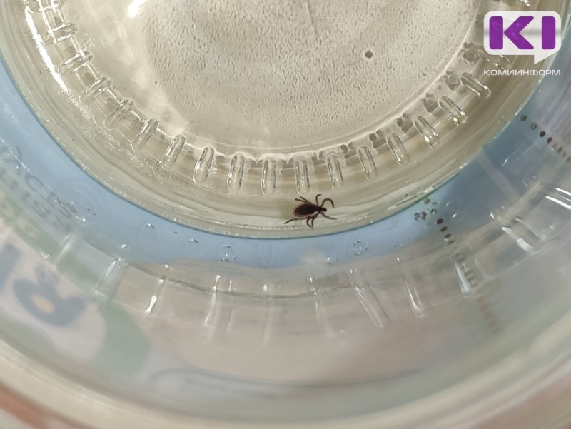 В Коми от укусов клещей пострадали 15 человек