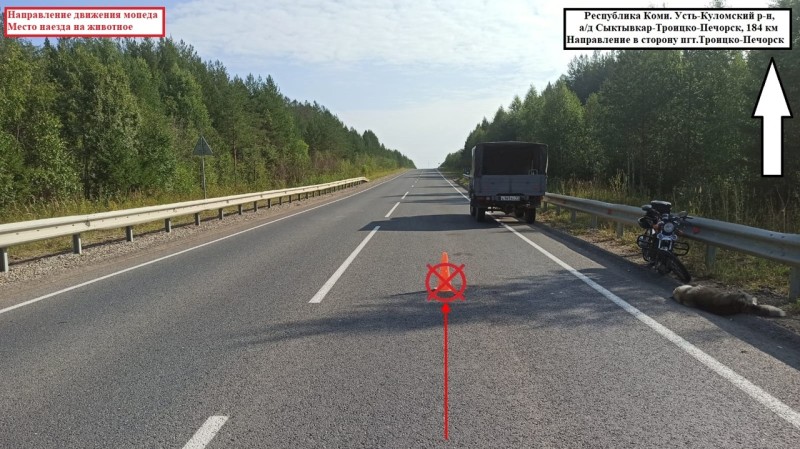 В Усть-Куломском районе водитель мопеда задавил собаку 