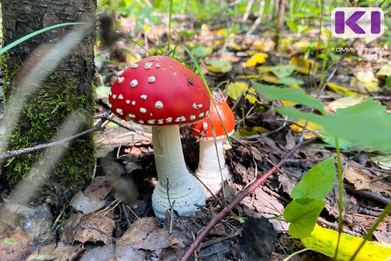 Специалисты оценили санитарное состояние лесов Коми как стабильное