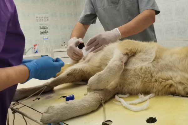 В Коми провели 341 бесплатную операцию по стерилизации животных 