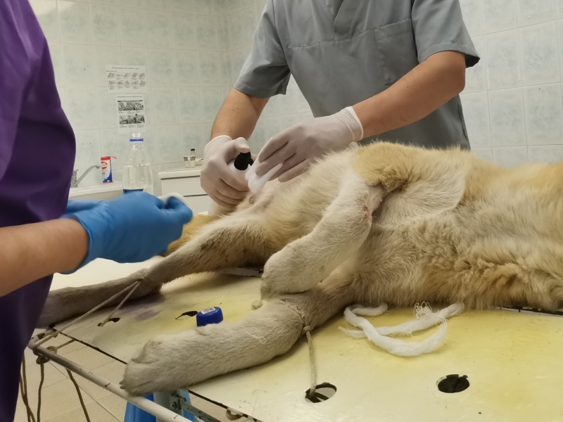 В Коми провели 341 бесплатную операцию по стерилизации животных 