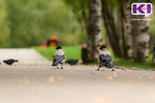Погода в Коми 20 августа: местами дождь, +20°С