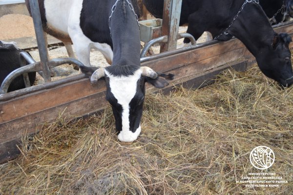 Аграрии Коми выполнили план по заготовке сена