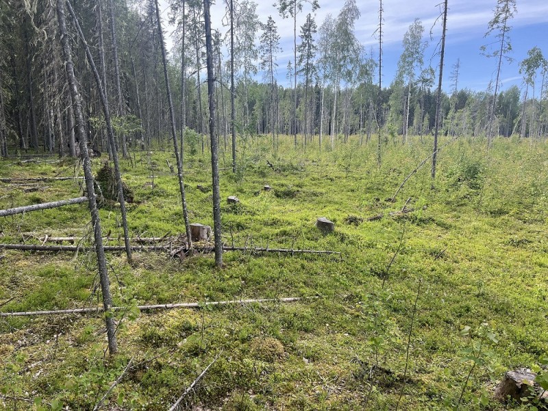 Троих предпринимателей из Сыктывкара и Сыктывдина уличили в незаконной рубке леса