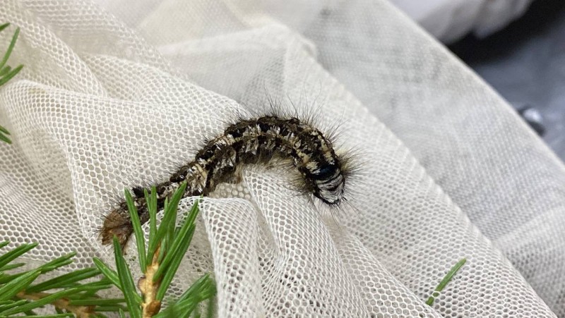 В Коми установлена карантинная фитосанитарная зона по сибирскому шелкопряду