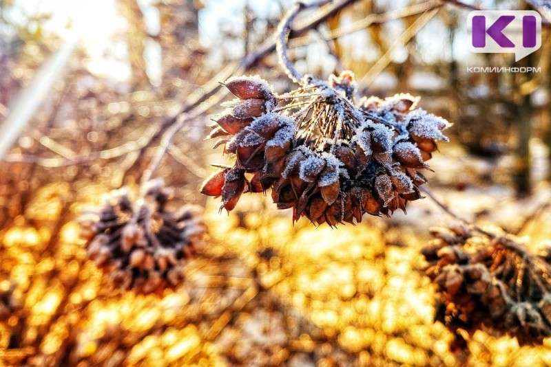 В двух районах Коми ожидаются заморозки
