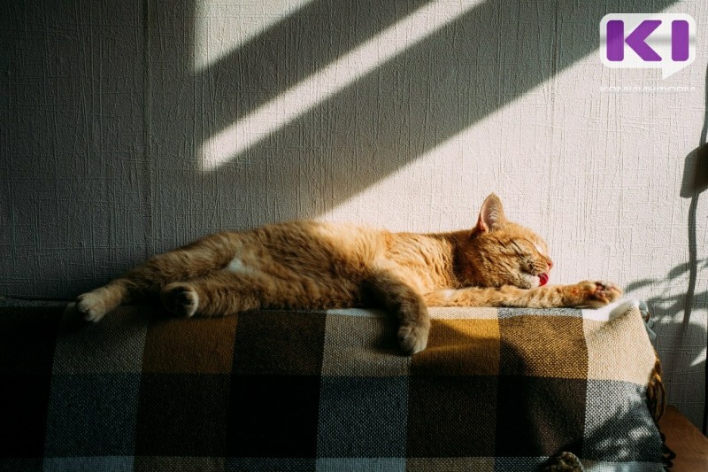 Осознанное благоустройство дома: россияне начали уделять больше внимания безопасности домашних животных