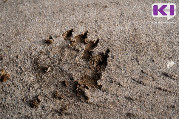 С начала лета в Коми отмечено 26 выходов медведей к людям