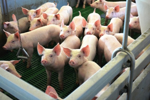 В Коми увеличилось производство мяса и молока