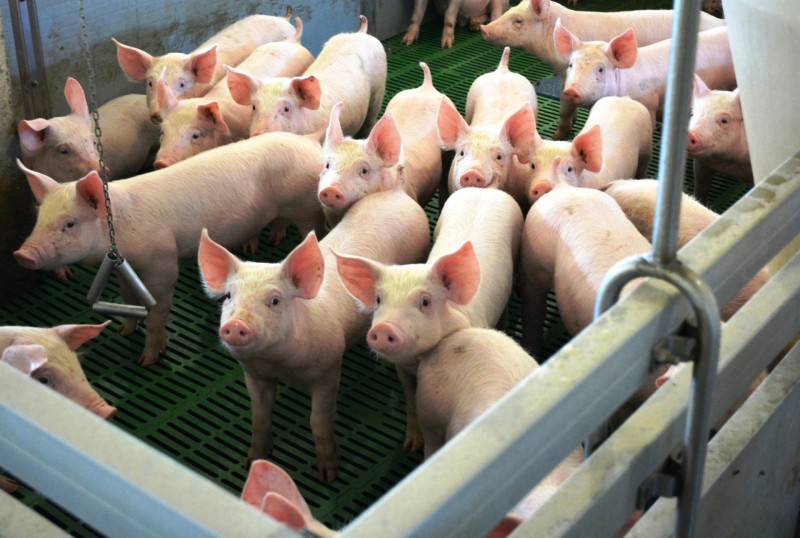 В Коми увеличилось производство мяса и молока