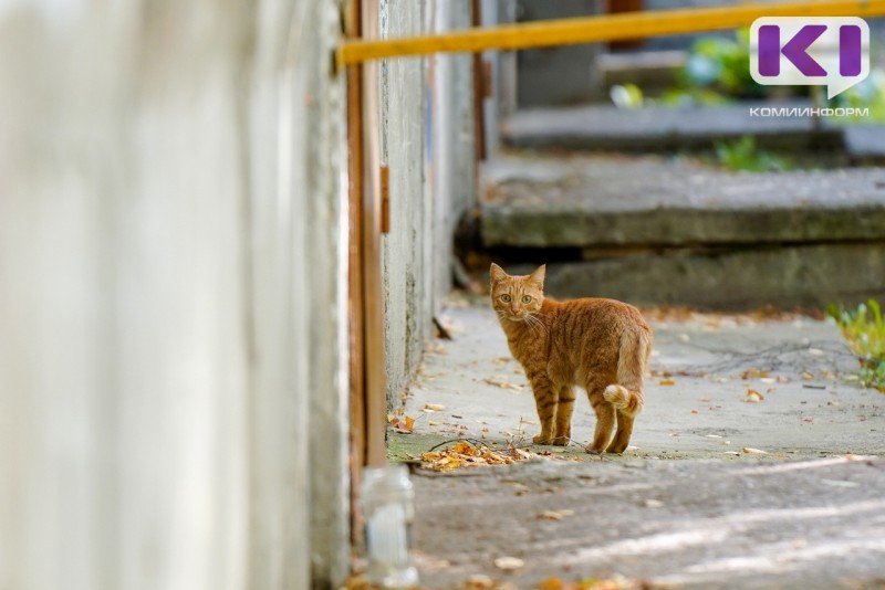 В Сысольском районе перед судом предстанет житель Межадора, на глазах детей убивший кошку