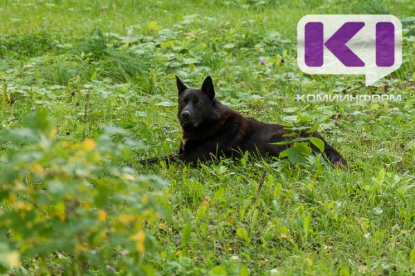 В Княжпогостском районе пройдет отлов собак