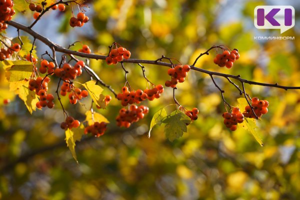 Погода в Коми 4 сентября: сухо, +19°С