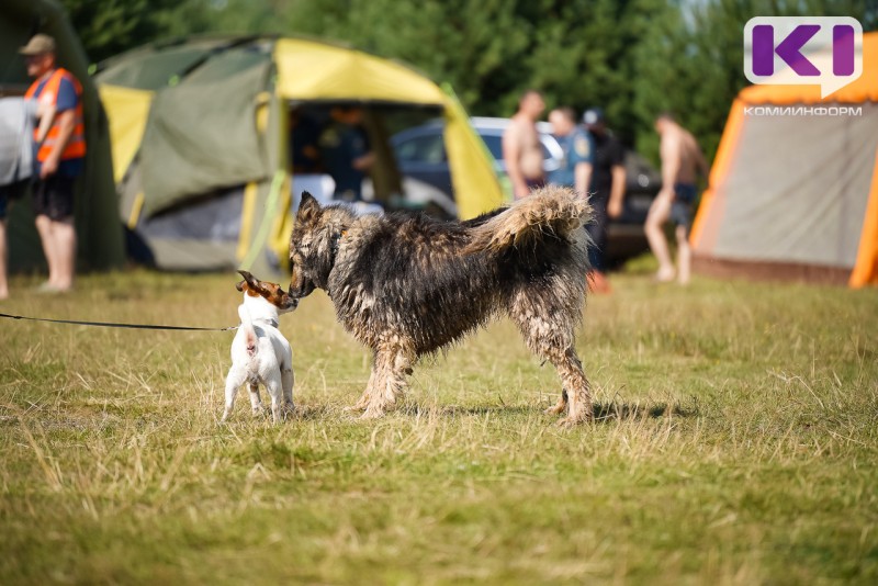 Площадку для выгула собак обустроят вдоль улицы Петрозаводской в Сыктывкаре