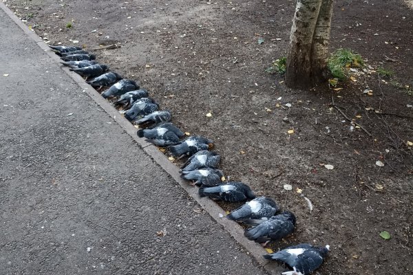 В Сыктывкаре неизвестные отравили стаю голубей