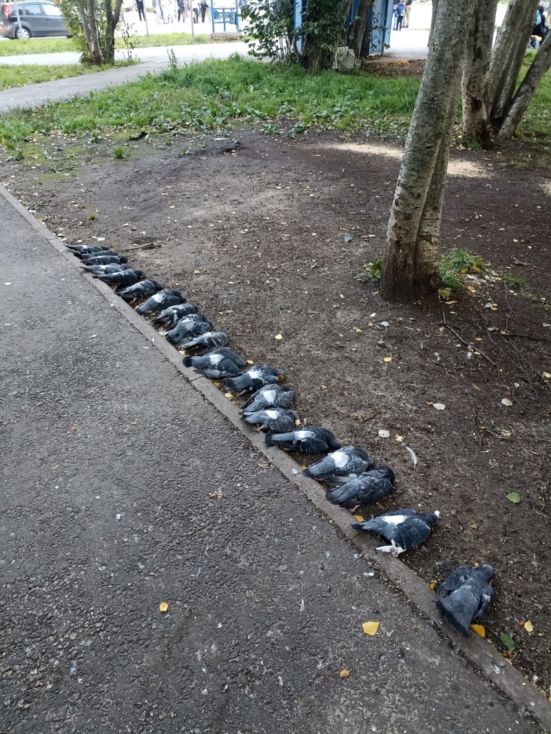 В Сыктывкаре неизвестные отравили стаю голубей