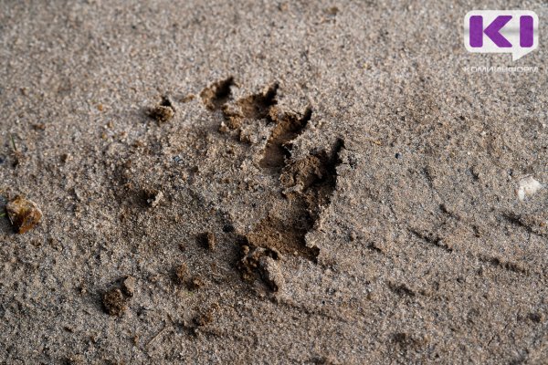В окрестностях Микуня заметили медведицу с тремя медвежатами