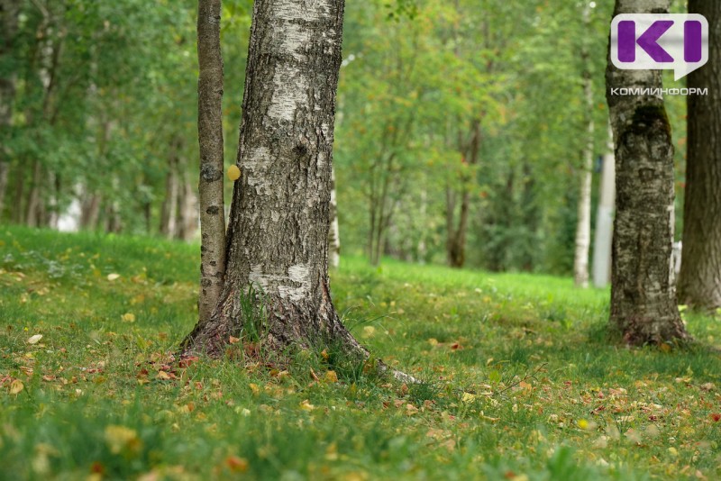 Погода в Коми 8 сентября: северный ветер, на юге без осадков