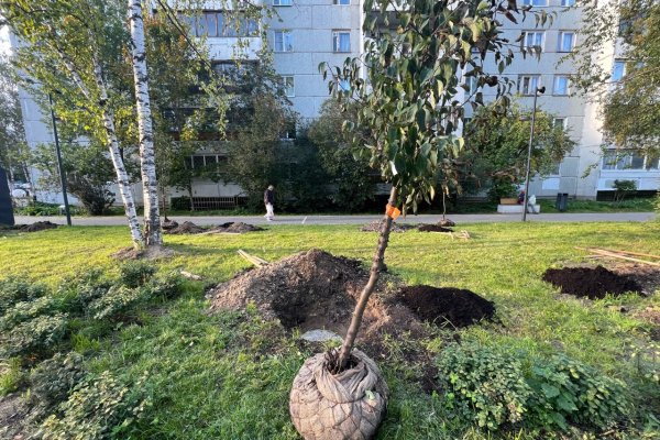На Яблоневой аллее в Сыктывкаре в третий раз за лето высадили саженцы