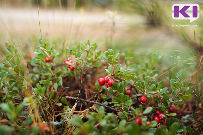 В Сосногорске спасатели не нашли следов 78-летнего любителя тихой охоты 