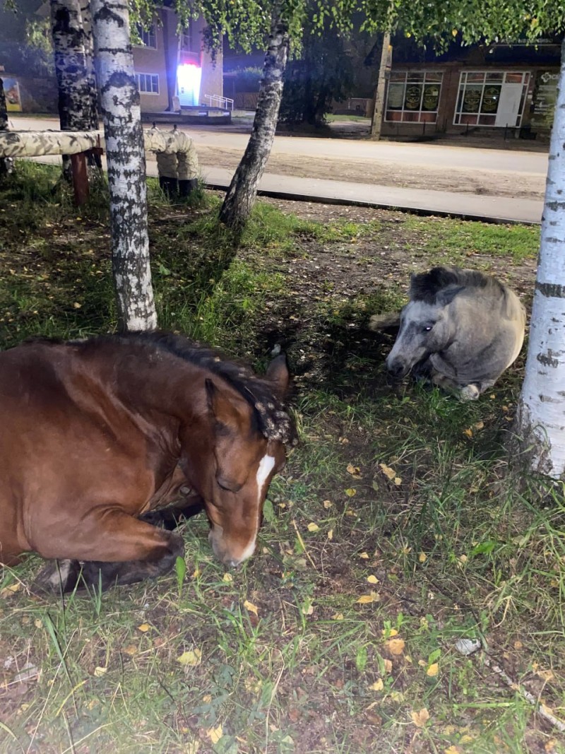 Жителей Краснозатонского возмутил неухоженный вид бесхозных лошадей
