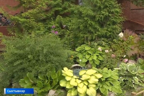 Сыктывкарцы превратили обычный двор в цветущий сад