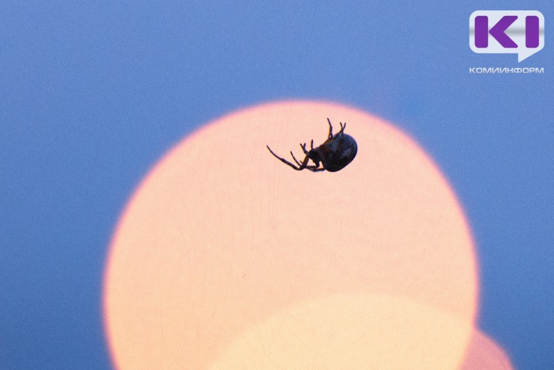 Жителям Коми запретили содержать бегемотов, мурен и пауков в квартирах 