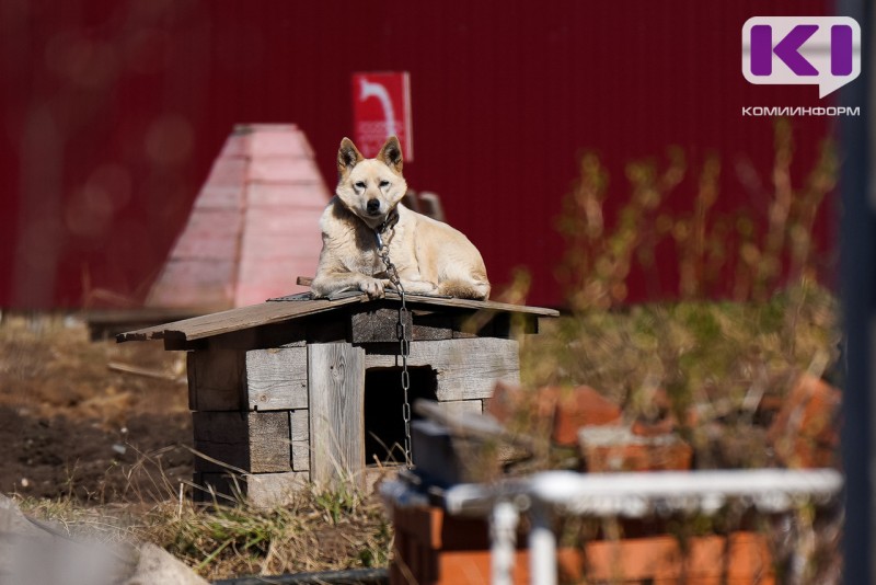 Жителей Визинги призвали серьезнее относиться к безопасности домашних животных из-за волков
