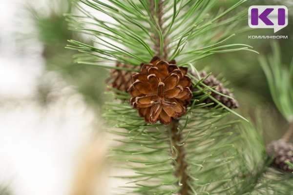 Площадь Чепыгина и Аллею Ветеранов в Краснозатонском озеленят 